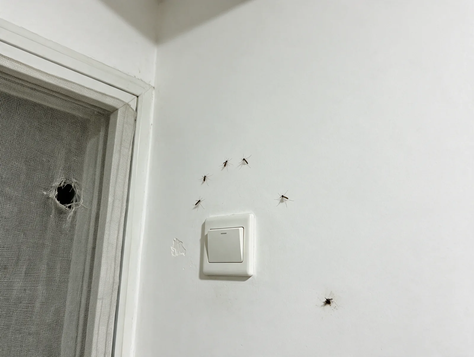 Zancudos en la pared de una recámara